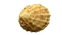 Sea shell p08