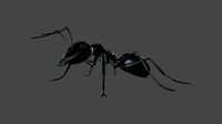 ANTS-001 Rigged Black Ant