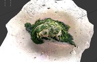 A beautiful looking Sand Rock surrounded by green algae