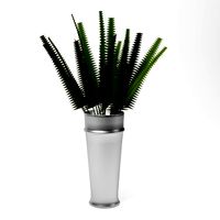 fern