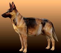 German Shepherd - Dog  Rig