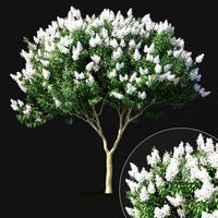 crape myrtle with white flowers