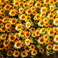 sunflower field