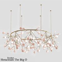 Heracleum The Big O