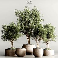 indoor plant collection 61