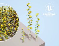 Maximilian Sunflower