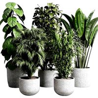 Collection indoor pot plant ficus rubbery palm concrete vase