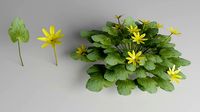 Fig Buttercup Spring Flower