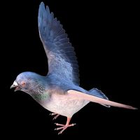 PUBG - Pigeon Regged