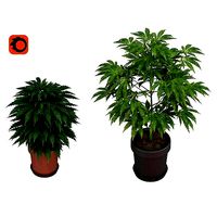Two marijuana plants