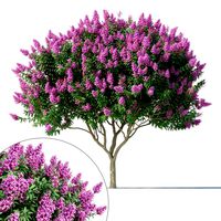 crape myrtle no 2 with flowers