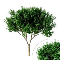 crape myrtle no 1