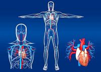 Cardiovascular System The Blood Circulatory System Heart