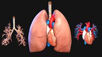 Heart Respiratory System Lung  Lobes of lung Bronchial Tube