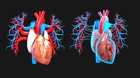 Cardiac anatomy atria Heart valve Human anatomy Inside the heart
