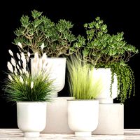 houseplants in a white flowerpot for the interior 1019
