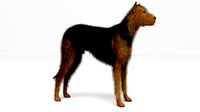 Street Dog