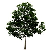 tree