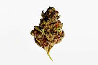 Realistic Cannabis Bud 01