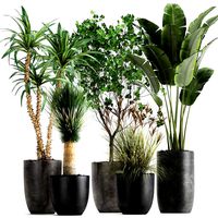 houseplants in a flowerpot for the interior 1016