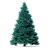 abies no 1