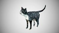 cat american shorthair