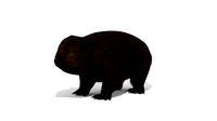 Wombat Marsupial Australian Animal