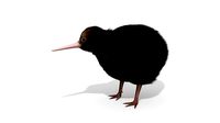 Kiwi Bird New Zealand Animal