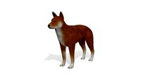 3D Dog Dingo Australian Animal