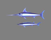 cartoon fish - xiphias gladius -marlin