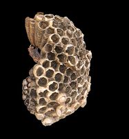 behive bee