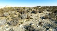 Desert Landscape 6