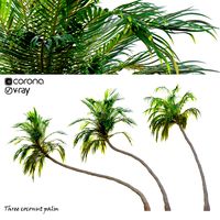 three coconut palm