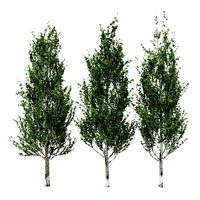 3diffrent tree lombardy poplar 3 trees models in the scene