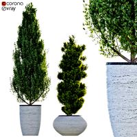 two pine in flower pot