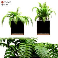 two fern plant in metal flower pot