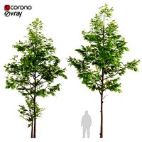two young ash tree