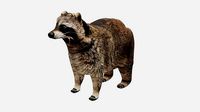 Low Poly Raccoon Rigged With Realistic Texture