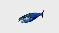 Low Poly Mackerel Rigged With Realistic Texture