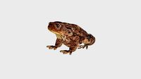 Low Poly Toad Rigged With Realistic Texture