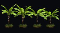 Banana 4 Trees R2