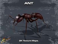 Common Ant