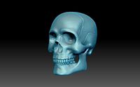 Skull