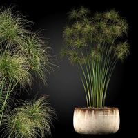 Plants collection 257