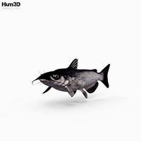 Catfish HD