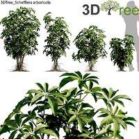 Schefflera arboricola 01