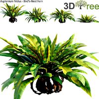 Asplenium Nidus - Bird-Nest Fern 01