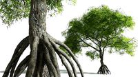 EVERYPlant Red Mangrove 12 --15 Models--