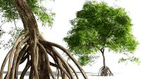 EVERYPlant Red Mangrove 11 --15 Models--