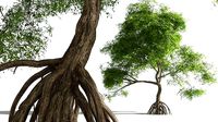 EVERYPlant Red Mangrove 10 --15 Models--